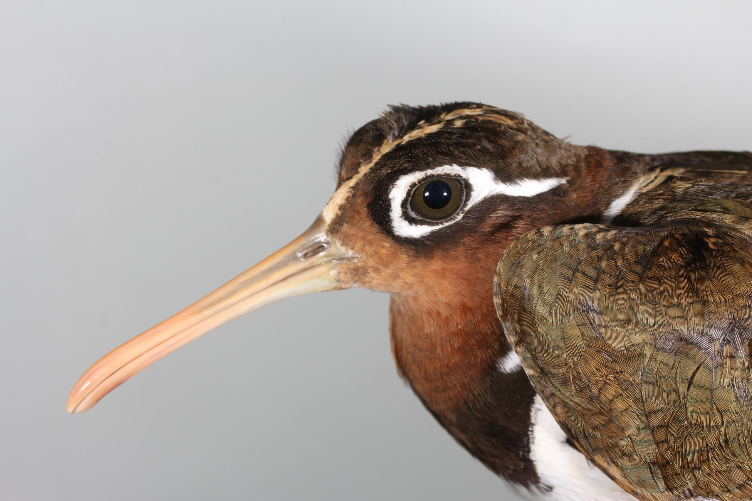 Tracking the Secretive, Splendid Snipes: Hong Kong’s Greater Painted-snipes Movements and Habitat Preferences.